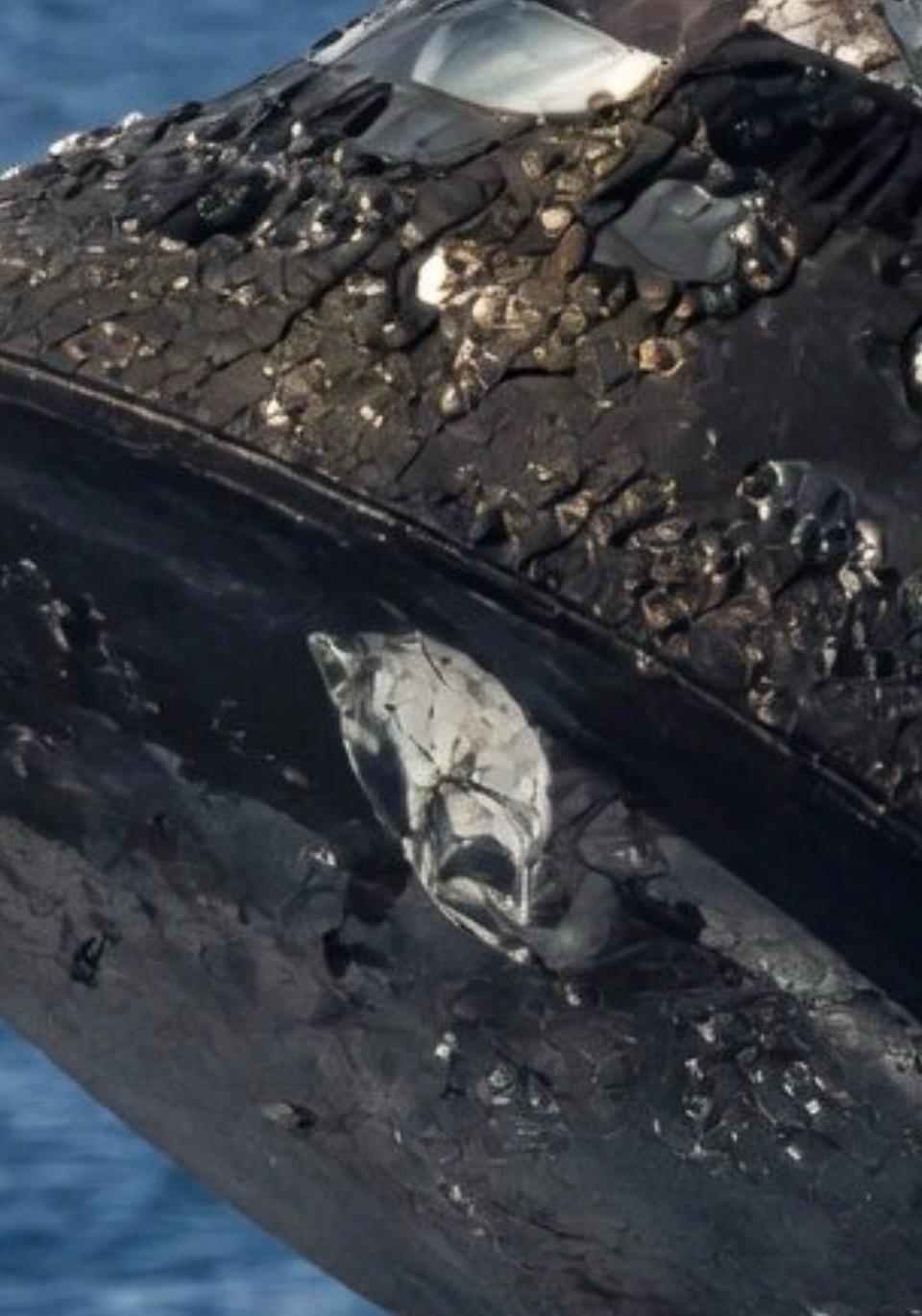 Artemis 2 heat shield.jpg